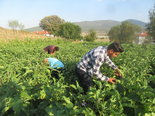 Afyonkarahisar'da asırlık tohumla patlıcan üretimi yapılıyor